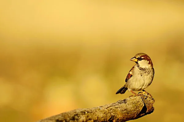 Aves en libertad y en su entorno. — Foto de Stock