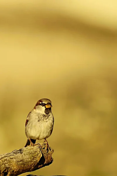 Aves em liberdade e em seu ambiente. — Fotografia de Stock