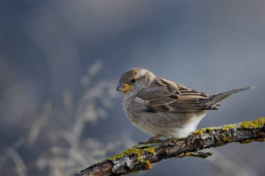 Özgürce ve kendi çevrelerinde kuşlar.