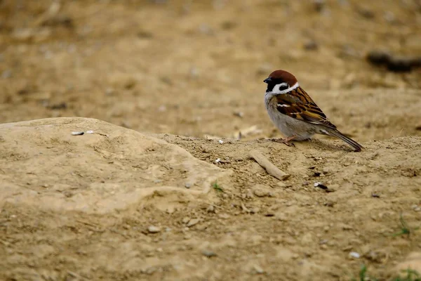 Vögel in Freiheit und in ihrer Umgebung. — Stockfoto