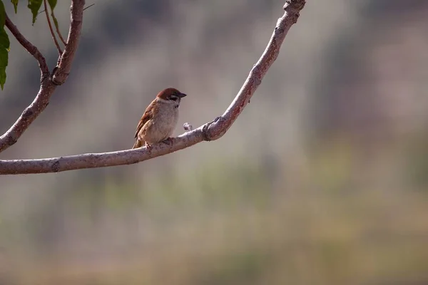 Vogels in vrijheid en in hun omgeving. — Stockfoto