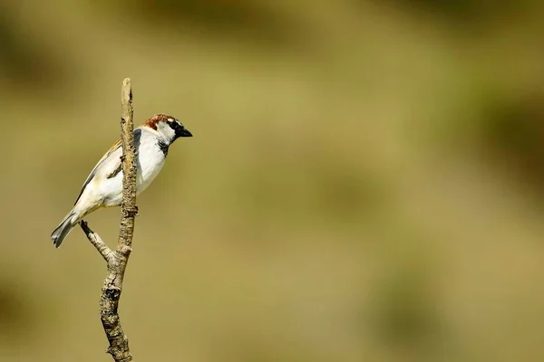 Aves en libertad y en su entorno. — Foto de Stock