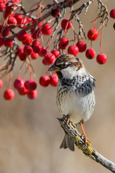 Uccelli in libertà e nel loro ambiente. — Foto Stock