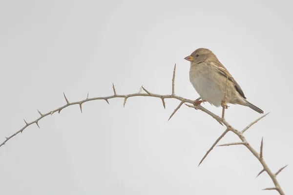 Uccelli in libertà e nel loro ambiente. — Foto Stock