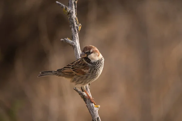 Vögel in Freiheit und in ihrer Umgebung. — Stockfoto