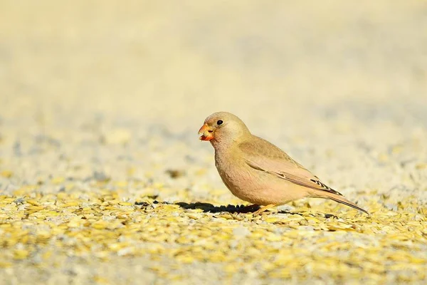 Divocí ptáci ve svém prostředí a ve volné přírodě. — Stock fotografie
