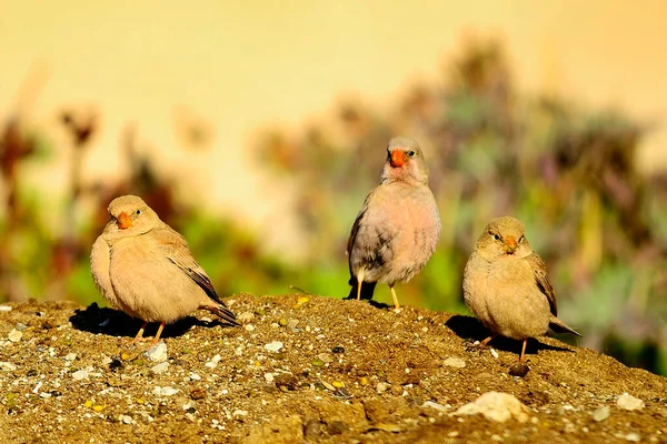 Wild birds in their environment and in the wild. — Foto Stock