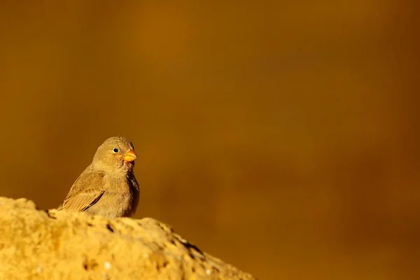 Wild birds in their environment and in the wild. — Fotografia de Stock