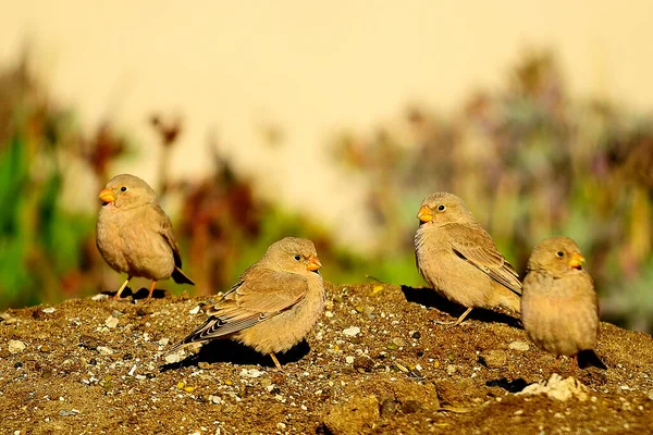 Aves selvagens no seu ambiente e na natureza. — Fotografia de Stock