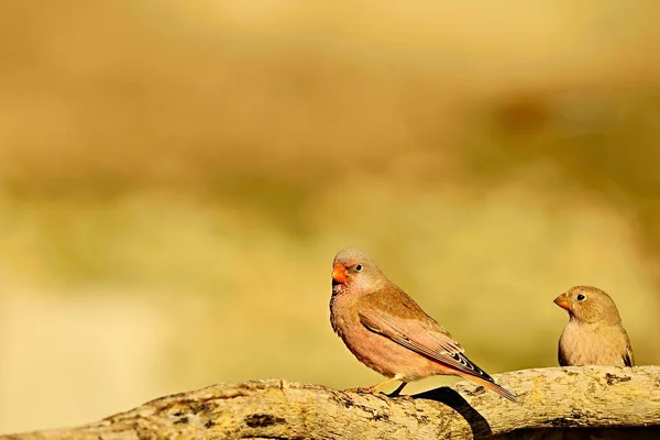 Aves selvagens no seu ambiente e na natureza. — Fotografia de Stock