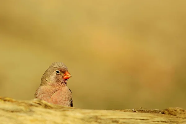 Oiseaux sauvages dans leur environnement et dans la nature. — Photo