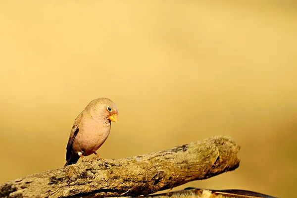 彼らの環境と野生の野生の鳥. — ストック写真