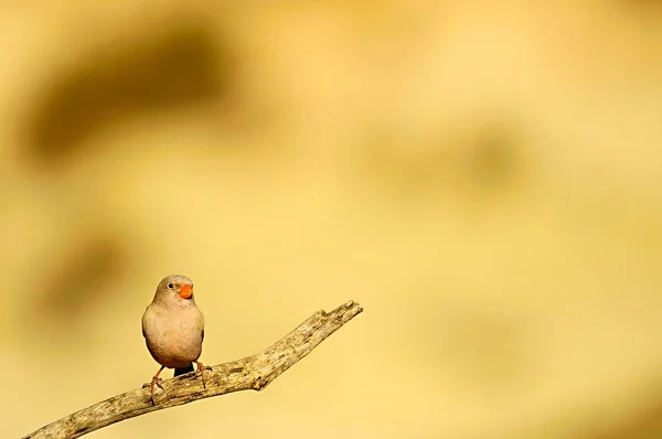 Çevrelerinde ve doğada vahşi kuşlar. — Stok fotoğraf