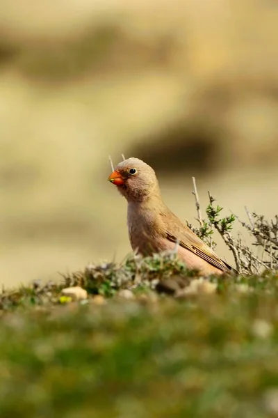Aves silvestres en su entorno y en la naturaleza. — Foto de Stock