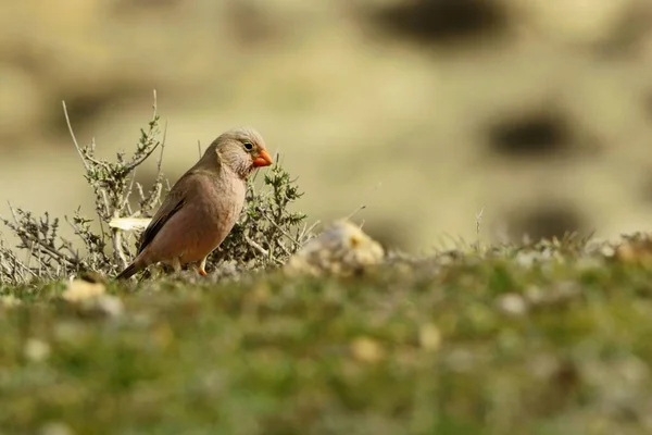 彼らの環境と野生の野生の鳥. — ストック写真