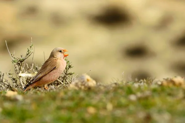 彼らの環境と野生の野生の鳥. — ストック写真
