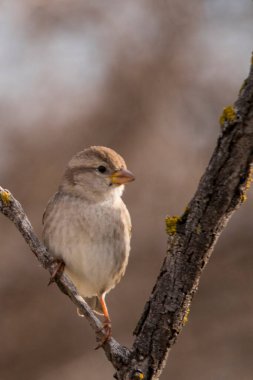 Çevrelerinde ve doğada vahşi kuşlar.