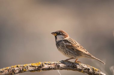 Çevrelerinde ve doğada vahşi kuşlar.