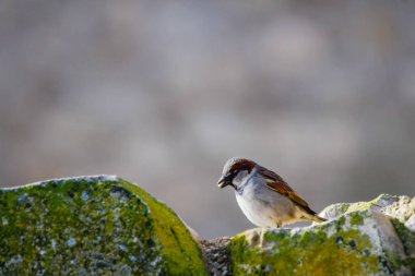 Çevrelerinde ve doğada vahşi kuşlar.