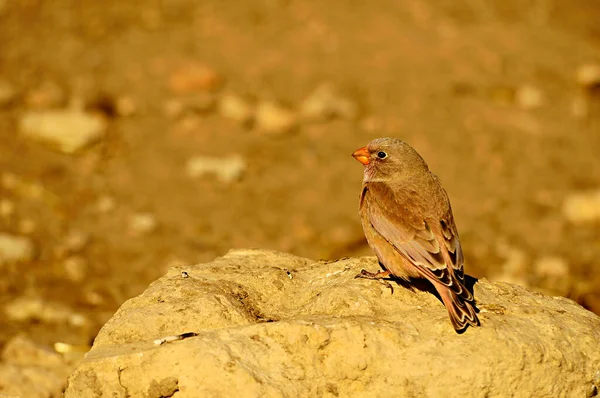 Uccelli selvatici nel loro ambiente e allo stato selvatico. — Foto Stock