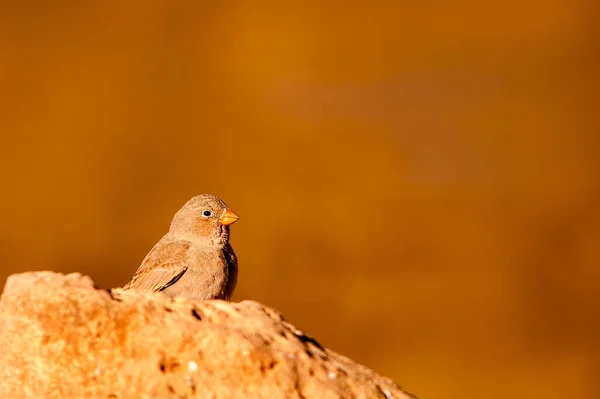 Vilda fåglar i sin omgivning och i naturen. — Stockfoto