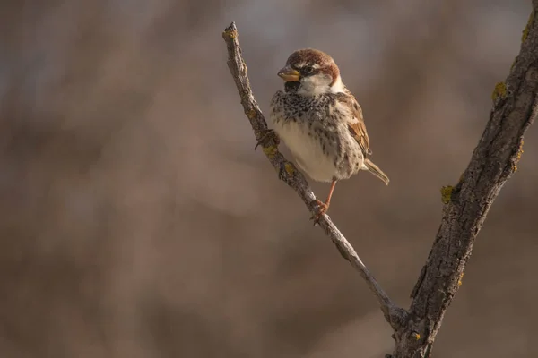 Wilde vogels in hun omgeving en in het wild. — Stockfoto