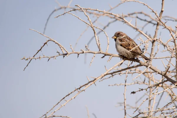 Oiseaux sauvages dans leur environnement et dans la nature. — Photo