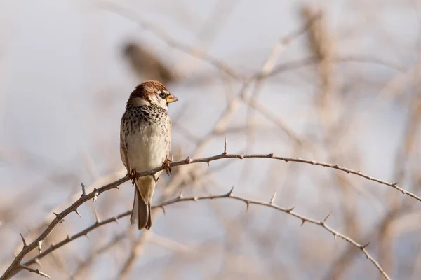 Aves silvestres en su entorno y en la naturaleza. — Foto de Stock