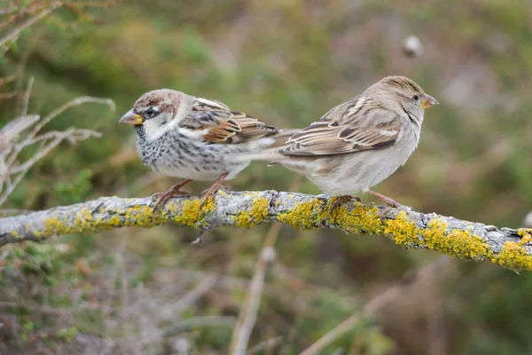 Wild birds in their environment and in the wild. — Stock Photo, Image