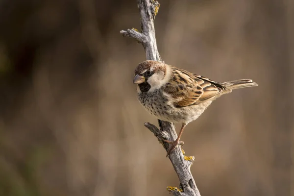 Aves silvestres en su entorno y en la naturaleza. — Foto de Stock