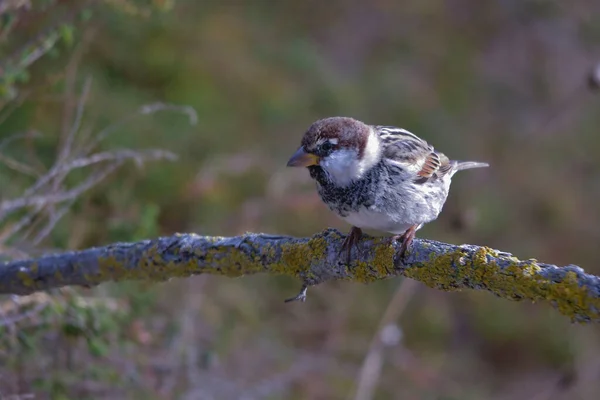 Oiseaux sauvages dans leur environnement et dans la nature. — Photo