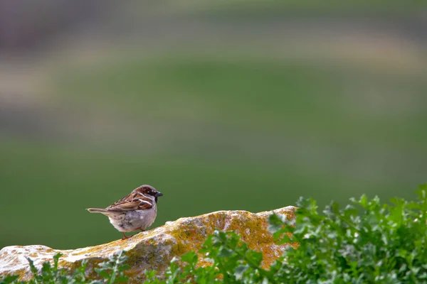 Aves silvestres en su entorno y en la naturaleza. — Foto de Stock