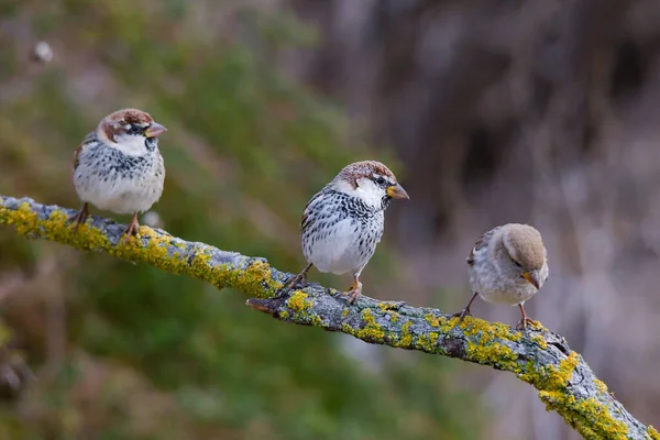 Uccelli selvatici nel loro ambiente e allo stato selvatico. — Foto Stock