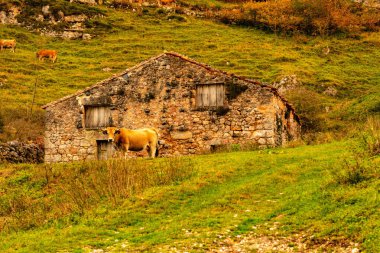 Cabrales, Picos de Europa 'da Invernales de Texu.