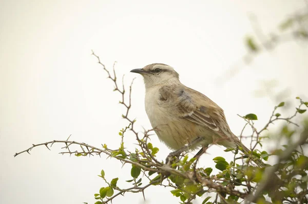 自由とウルグアイの環境の中の鳥. — ストック写真