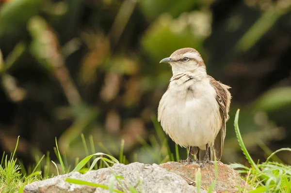 Birds in freedom and in their environment of Uruguay. — ストック写真