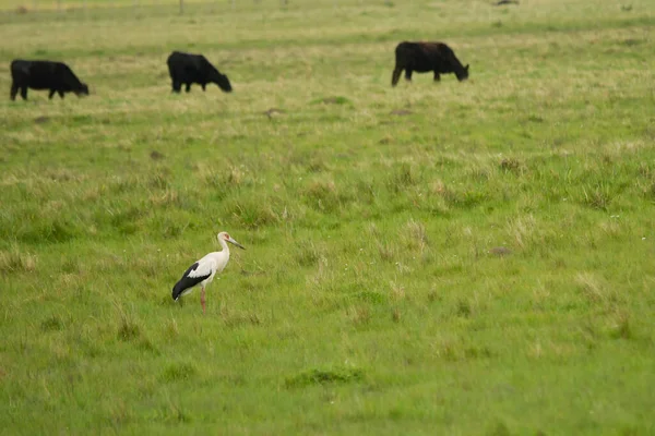 Oiseaux en liberté et dans leur environnement de l'Uruguay. — Photo
