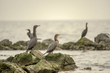 Özgürlükteki kuşlar ve onların çevresindeki Uruguay.
