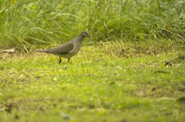 Özgürlükteki kuşlar ve onların çevresindeki Uruguay.