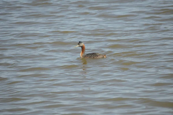 Birds in freedom and in their environment of Uruguay. — стоковое фото