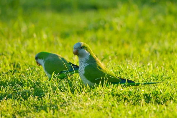 Özgürlükteki kuşlar ve onların çevresindeki Uruguay. — Stok fotoğraf