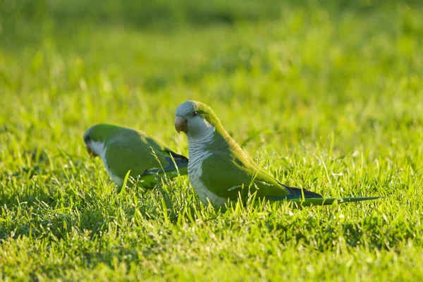 Birds in freedom and in their environment of Uruguay. — 스톡 사진