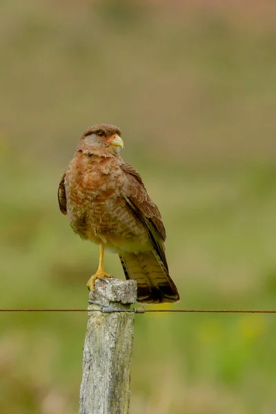 Vogels in vrijheid en in hun omgeving van Uruguay. — Stockfoto