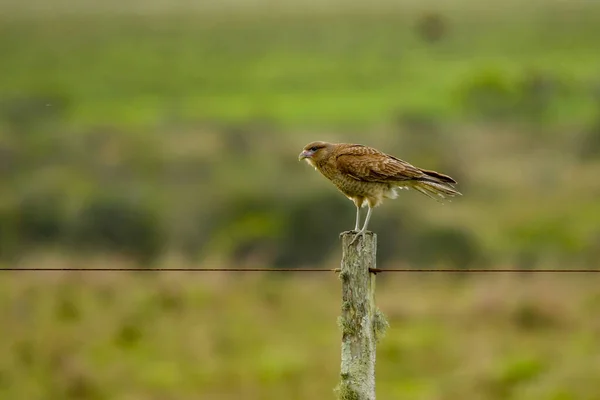 Birds in freedom and in their environment of Uruguay. — стоковое фото