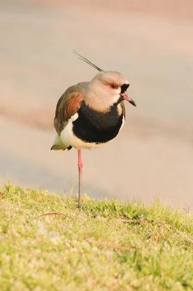 Vögel in Freiheit und in ihrer Umgebung von Uruguay. — Stockfoto
