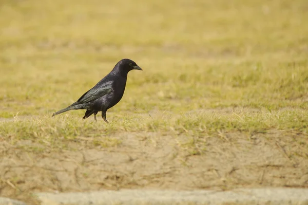 Birds in freedom and in their environment of Uruguay. — стоковое фото