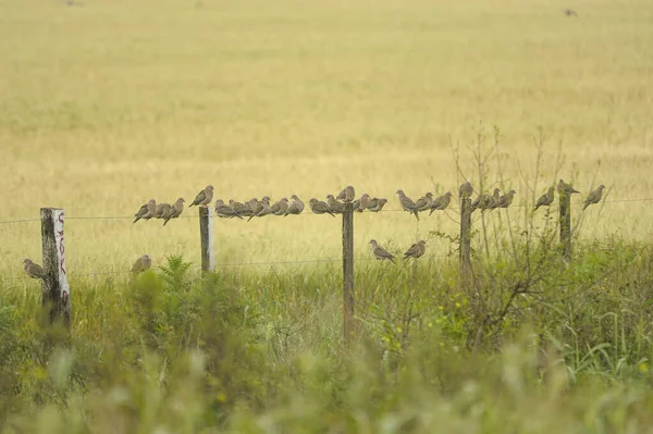 Birds in freedom and in their environment of Uruguay. — стоковое фото