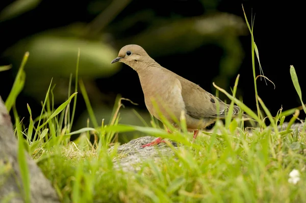 Birds in freedom and in their environment of Uruguay. — стоковое фото