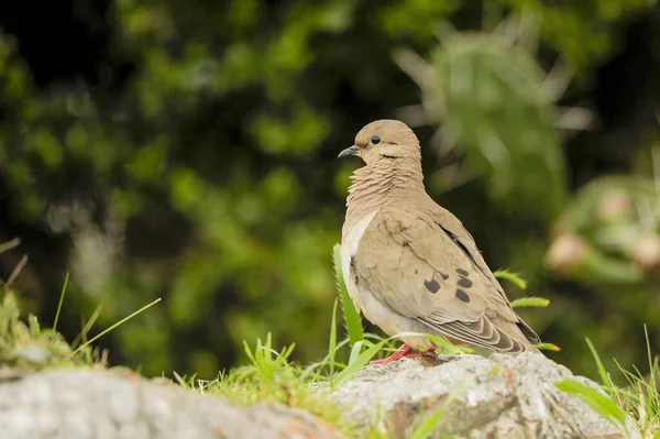 Vögel in Freiheit und in ihrer Umgebung von Uruguay. — Stockfoto