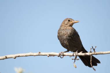 Karatavuk, Turdidae familyasından bir kuş türü..